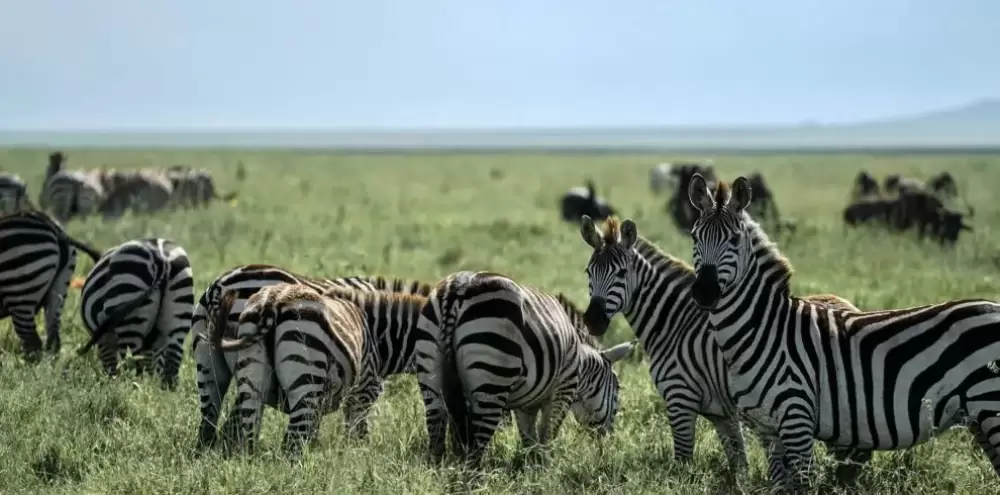 Tarangire & Ngorongoro-Krater ab Sansibar - 2 Tage