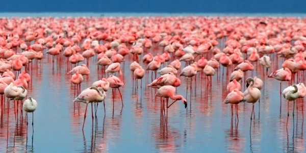 Lake Manyara NP