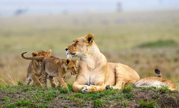 Ruaha NP