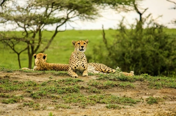 Serengeti Np