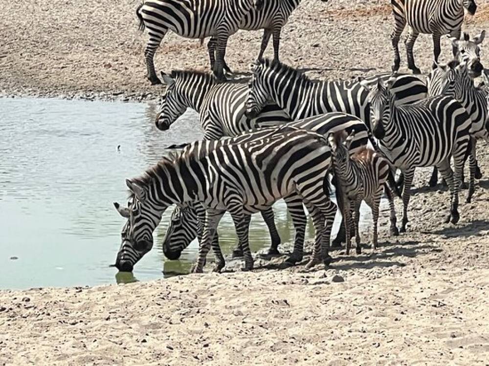 10-tägige Safari zur Großen Migration, Kultur und sauren Seen