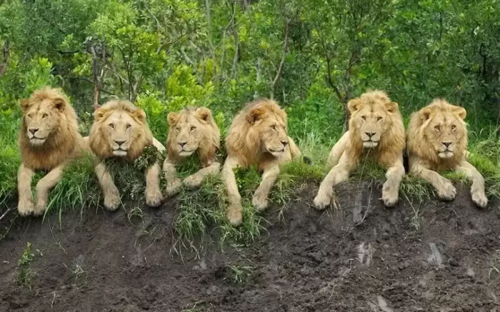 4-tägige Tarangire, Ngorongoro & Kilimanjaro Mittelgebirgs-Tour
