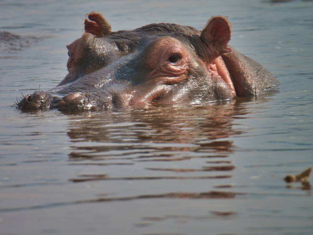 Tarangire Safari, Serengeti, Ngorongoro-Krater - 8 Tage
