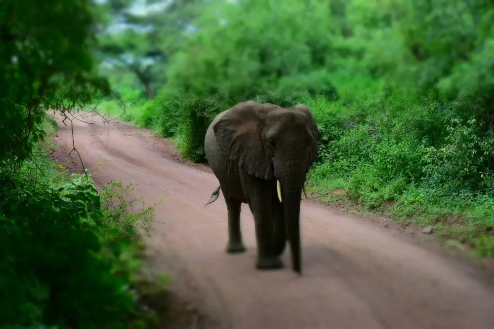 African Big 5 (Budget) - 9 Tage