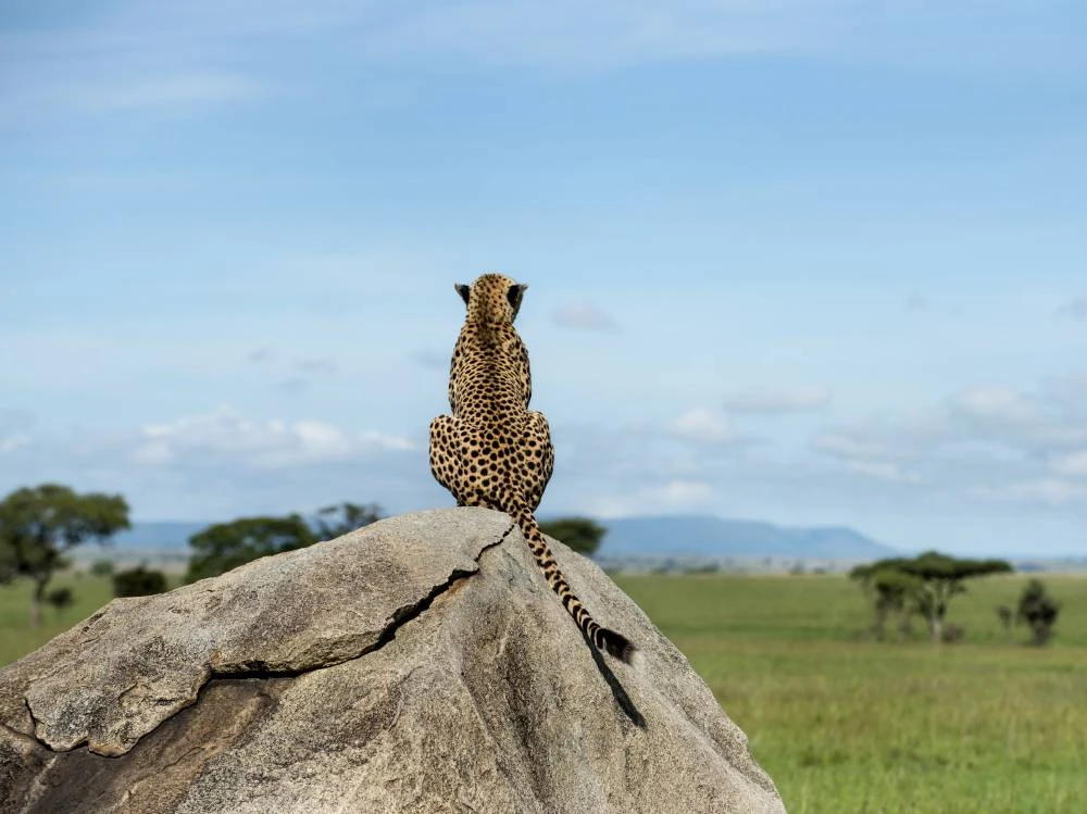 Serengeti, Ngorongoro, Tarangire & Kilimandscharo - 9 Tage