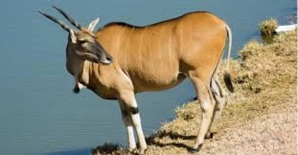 4-tägige Serengeti Flug in, Flug aus Safari (Mittelklasse)