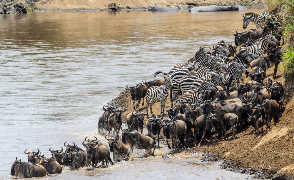 8-tägige Große Migrationssafari