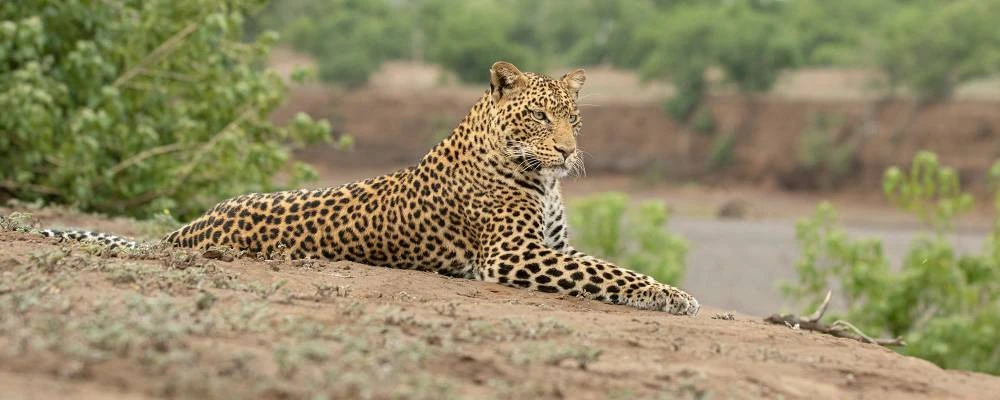 1-Tag Lake Manyara NP