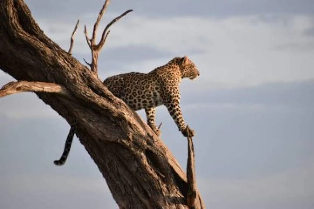 3-tägige Luxus-Safari mit Fly-in und Fly-out