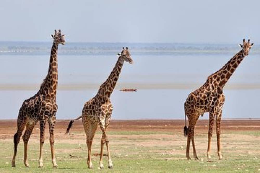 10-tägige Wildnis-Safari - Viktoriasee - Kilimandscharo (Lodge-Safari)