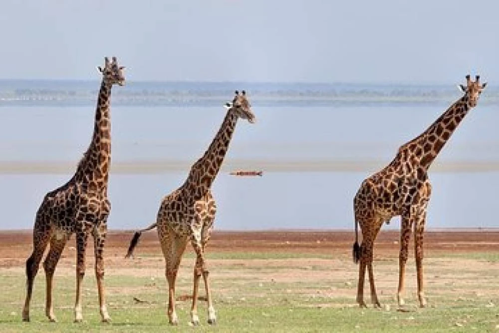 10-tägige Wildnis-Safari - Viktoriasee - Kilimandscharo (Lodge-Safari)