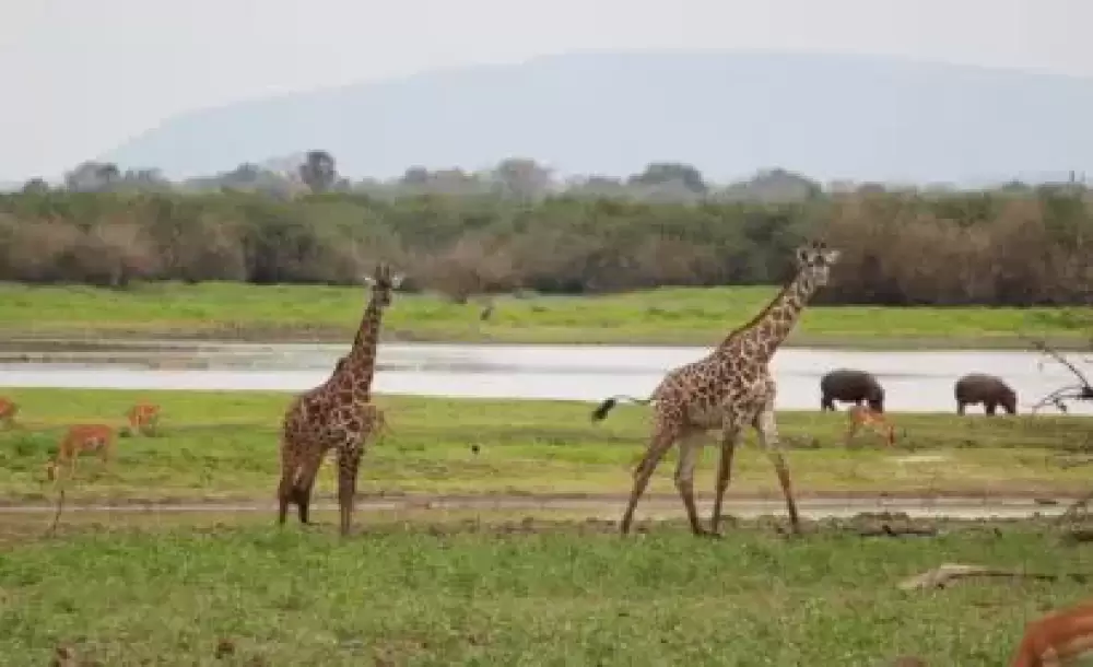 7-tägige mehrdimensionale Tansania-Safari, (Budget)