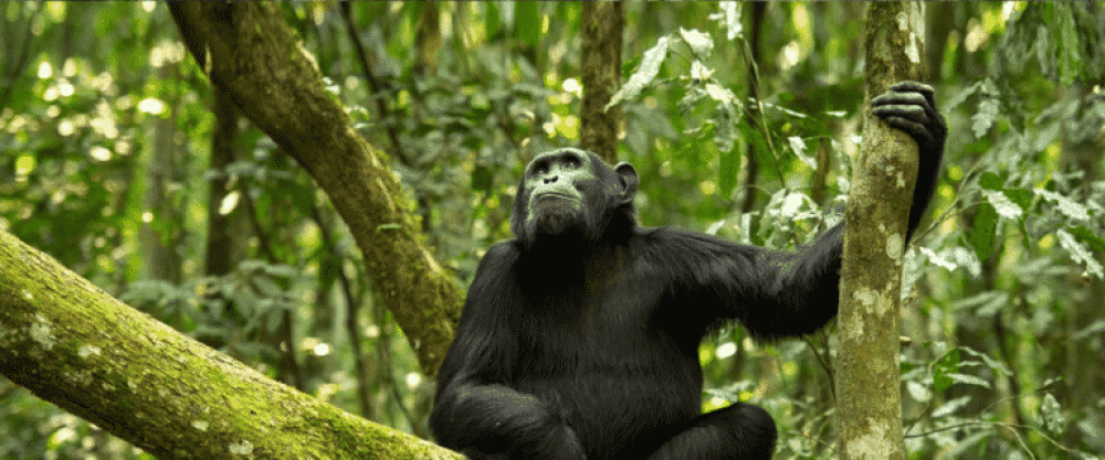 3-Tage-Erlebnis Schimpansen-Trekking in Gombe