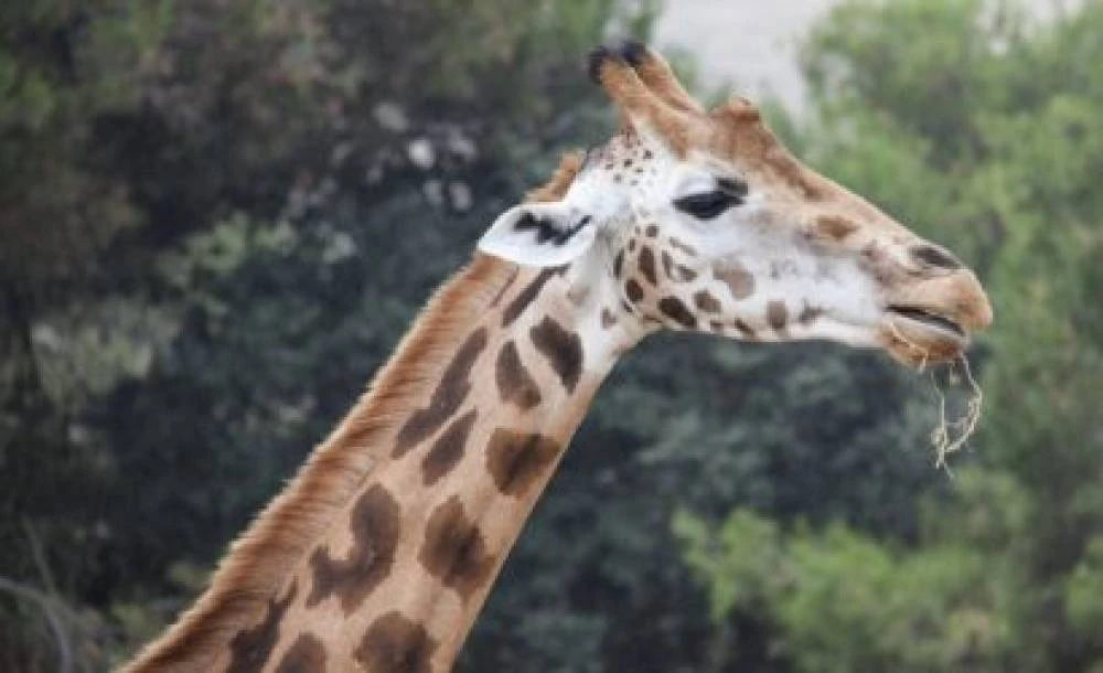 4-tägiges Wildnis-Abenteuer im Ruaha-Nationalpark