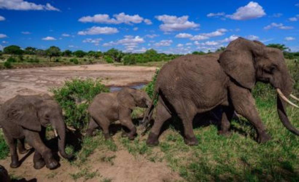 6-tägige Tansania Mittelklasse-Safari