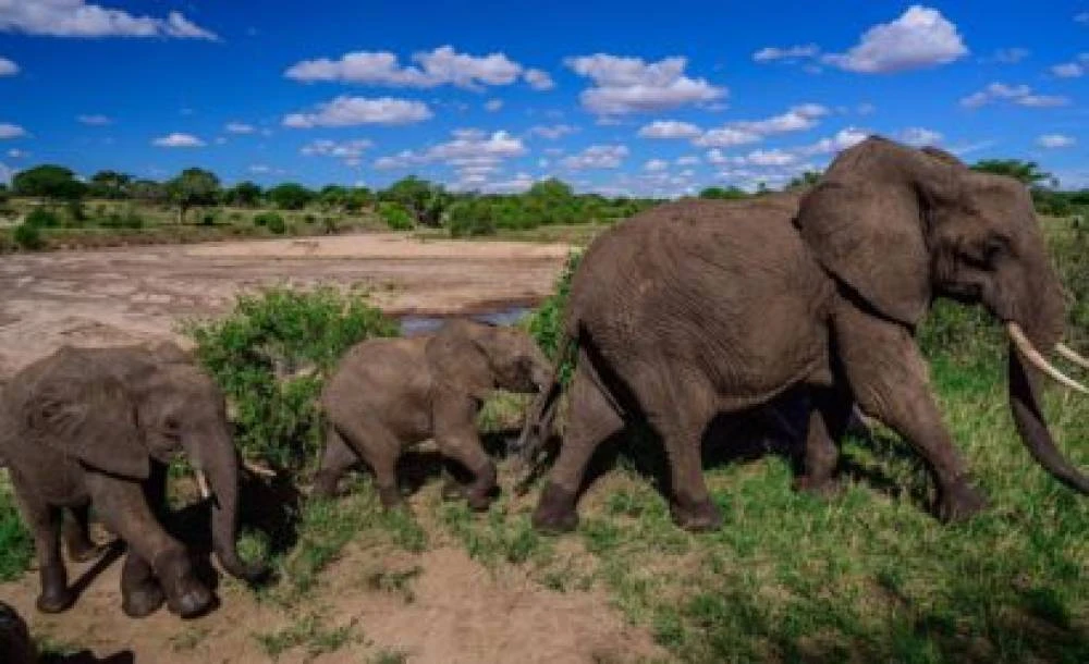 6-tägige Tansania Mittelklasse-Safari