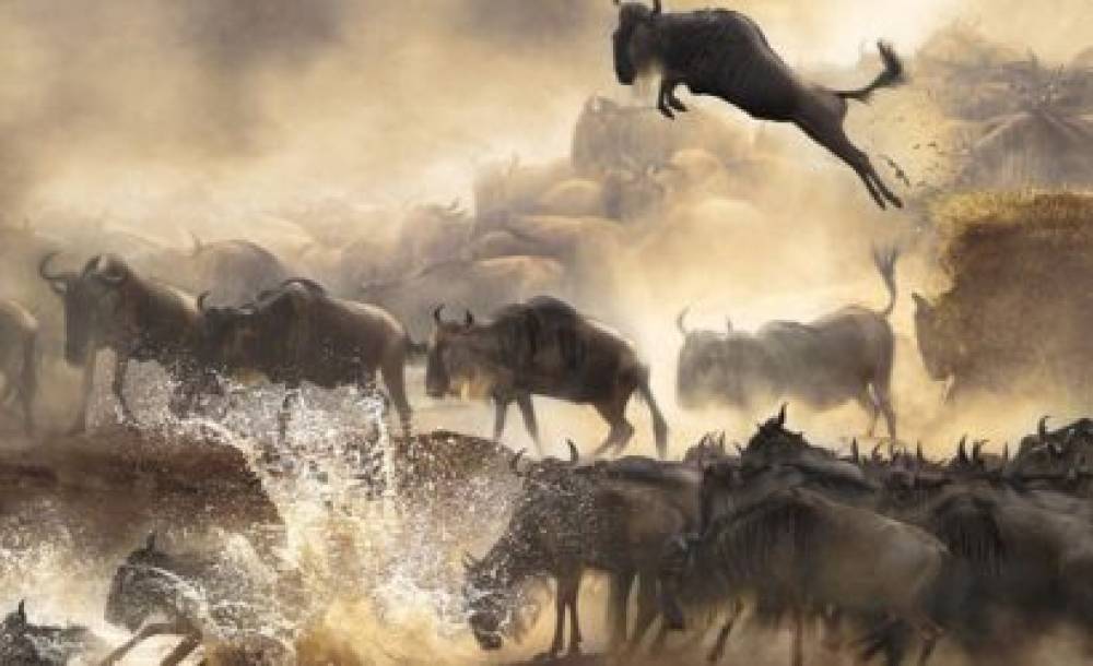 4 Tage Migrationssafari zur Kalbungszeit